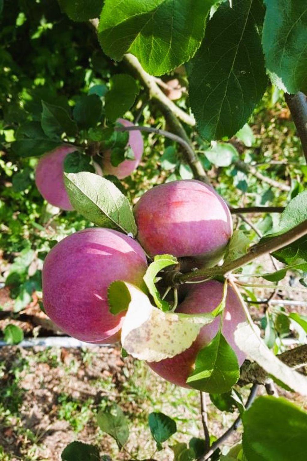 Olszyna Pod Brzoza Villa Ngoại thất bức ảnh