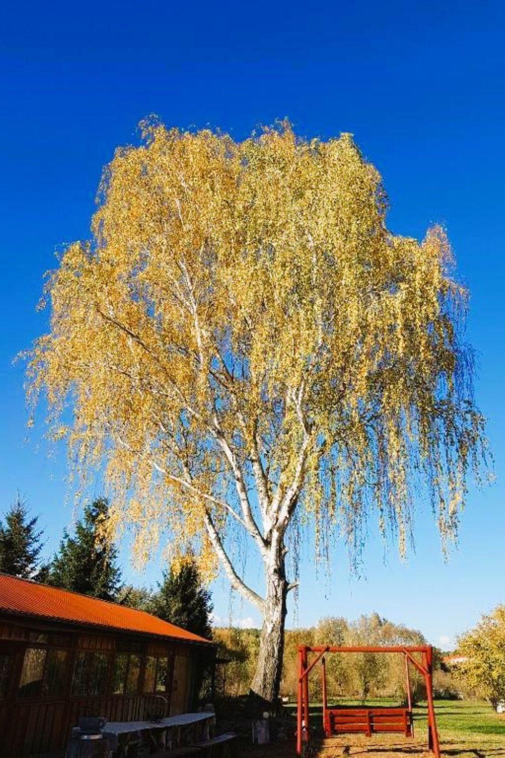 Olszyna Pod Brzoza Villa Ngoại thất bức ảnh